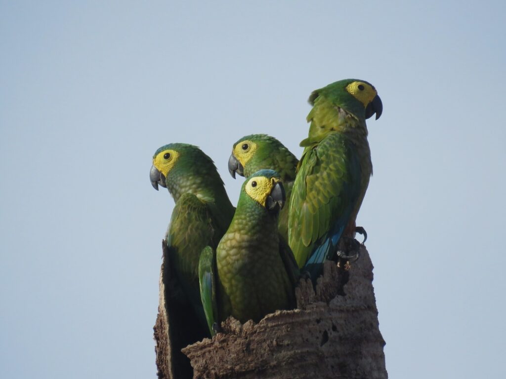 Animais silvestres são vistos em áreas do Grupo BBF