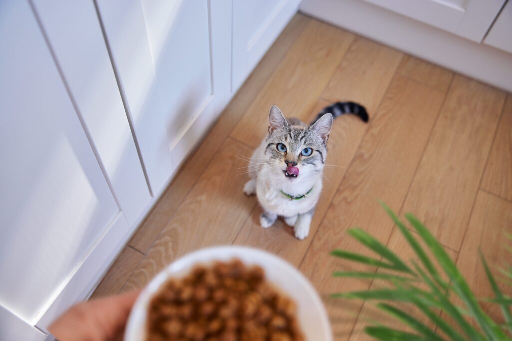 Hill's apresenta SD Cuidado Urinário e Controle de Bolas de Pelo para felinos