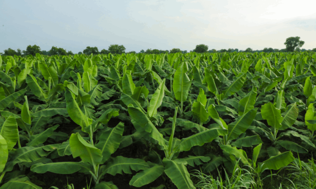 Gulf participa da FEIBANANA 2025 com foco em manejo fitossanitário