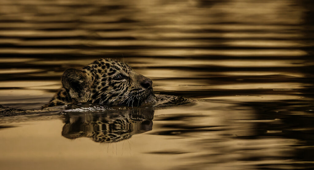 Felipe Cuoco estreia na França com série sobre o Pantanal