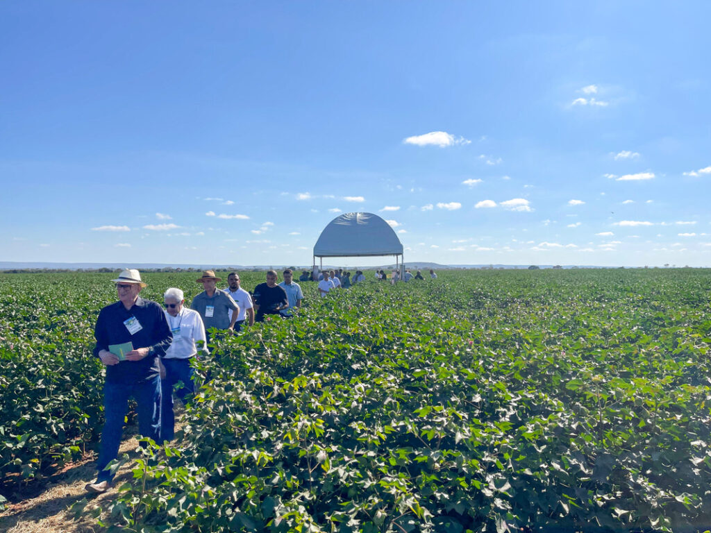 Circuito Técnico Amipa 2025: terceira etapa destaca algodão em Ibiaí (MG)