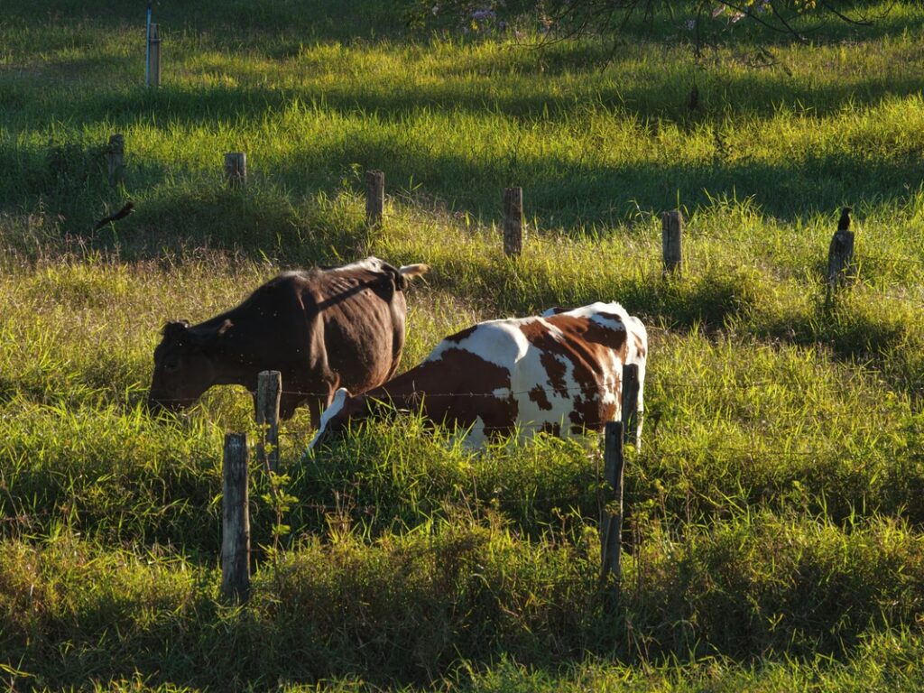 Fazenda no DF investe na produção de leite A2A2 orgânico
