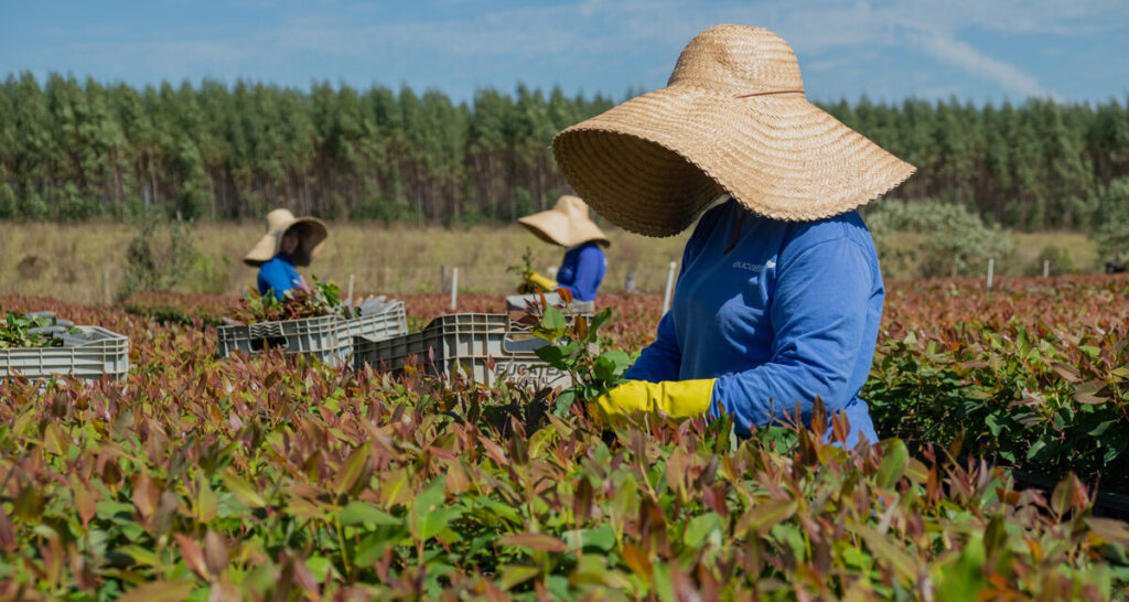 Eucatex integra lista de líderes globais em sustentabilidade