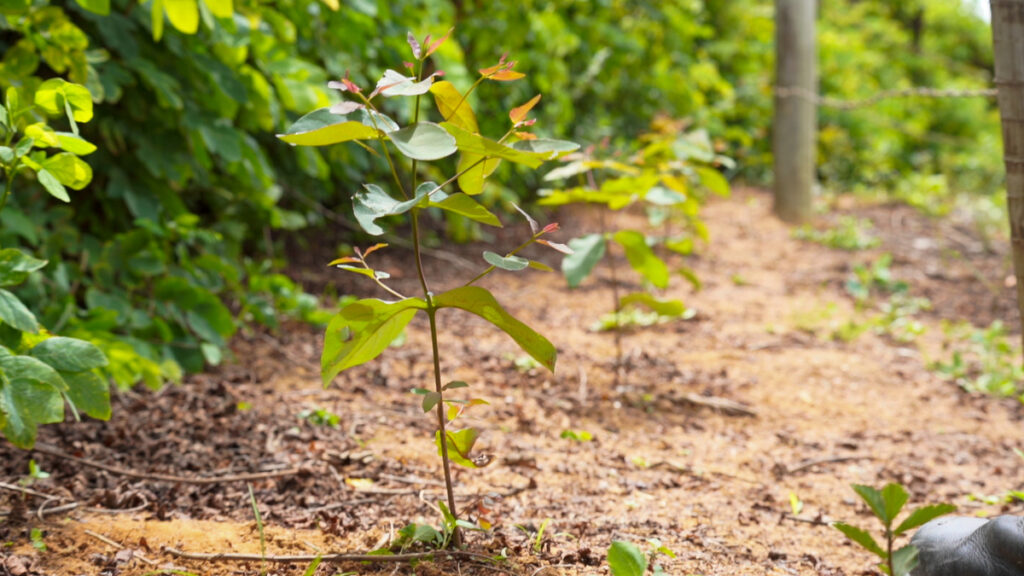 PAM Saint-Gobain mantém "Protagonismo" com Selo BV ESG 360