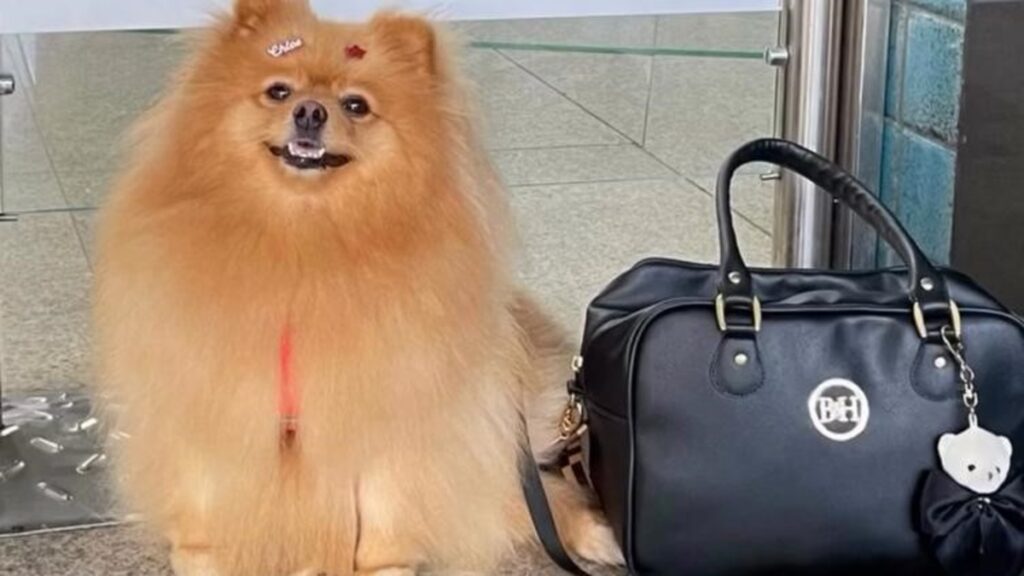 Criança autista ganha direito de andar com cão de suporte em condomínio