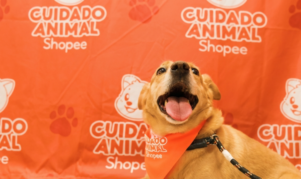 Shopee se une à Ampara Animal pelos cuidados aos animais