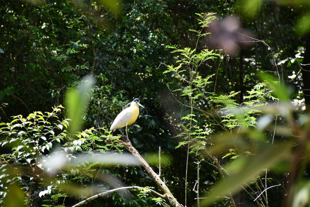Originals é lançada como veículo escalável para restauração