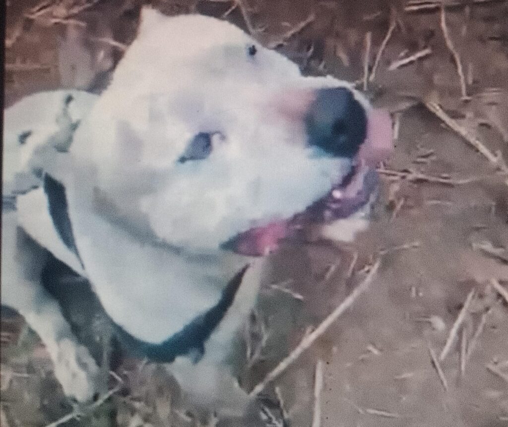 Homem invade residência para furtar e é atacado por pitbull no Jardim Centenário