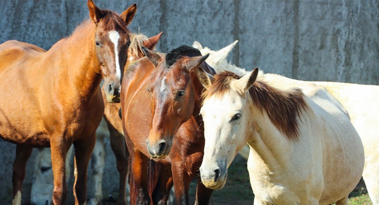 Canil Municipal promove leilão de equinos e muares no dia 6 de julho