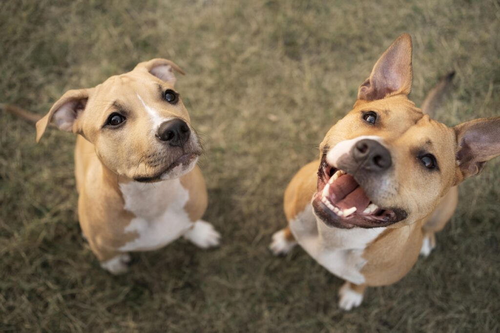 Elanco trata mais de 2 milhões de cães com Zenrelia Elanco trata mais de 2 milhões de cães com Zenrelia