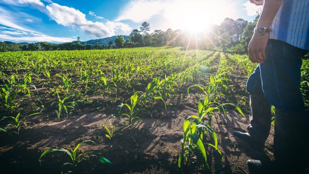 Novo El Niño reforça importância da gestão de riscos no agro Novo El Niño reforça importância da gestão de riscos no agro
