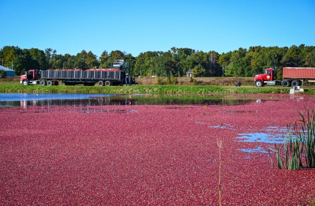 Cranberries incrementam a economia nacional Cranberries incrementam a economia nacional