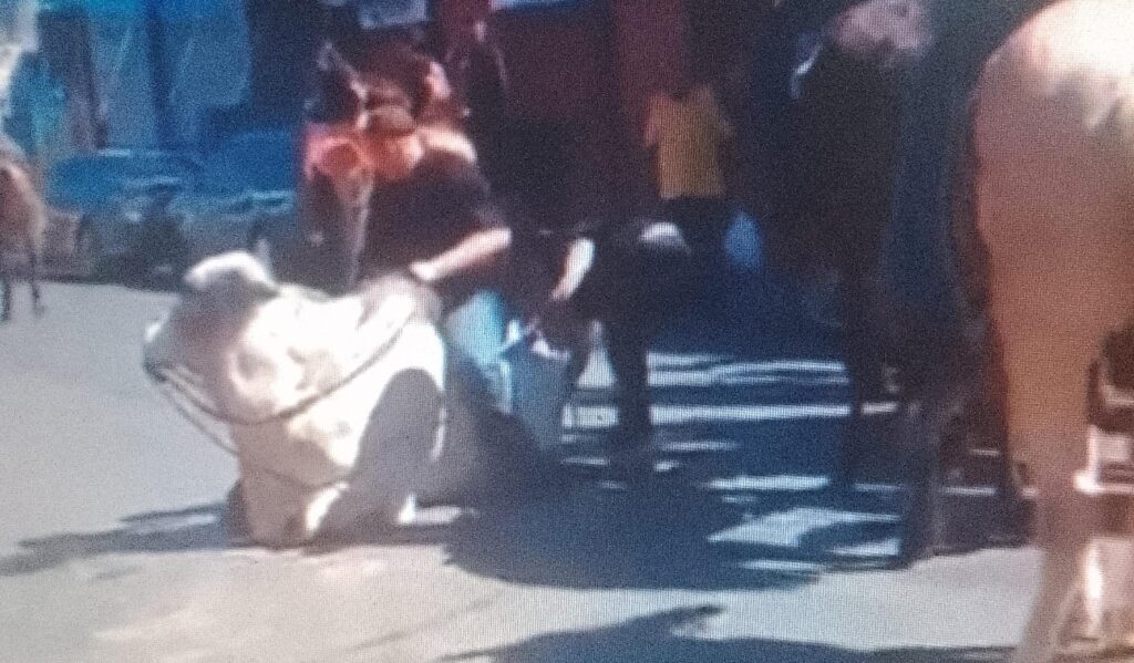 Polícia Civil investiga denúncia de maus-tratos a boi durante desfile em Rifaina; veja o vídeo