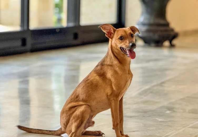 Como denunciar maus tratos a animais à polícia sem sair de casa?