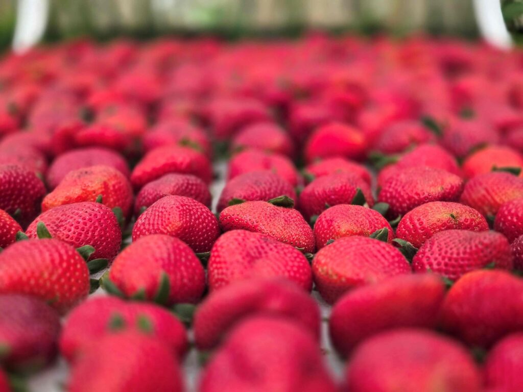 Festa de Flores e Morangos realiza 44ª edição em Atibaia Festa de Flores e Morangos realiza 44ª edição em Atibaia
