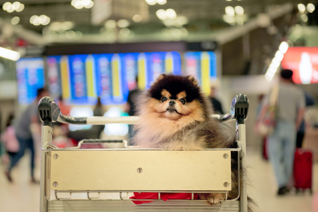 Viagem com pets: KAYAK revela desafios e oferece dicas Viagem com pets: KAYAK revela desafios e oferece dicas