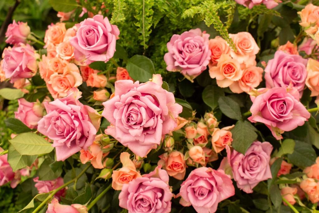 Festa de Flores e Morangos inicia nesta sexta