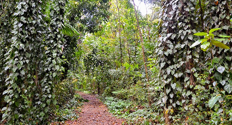 Exposição do Dia da Árvore terá múltiplas atividades de educação ambiental
