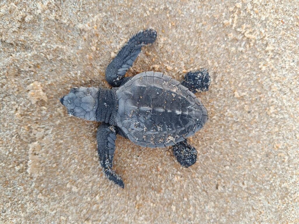 Indústria alagoana apoia conservação da fauna marinha Indústria alagoana apoia conservação da fauna marinha