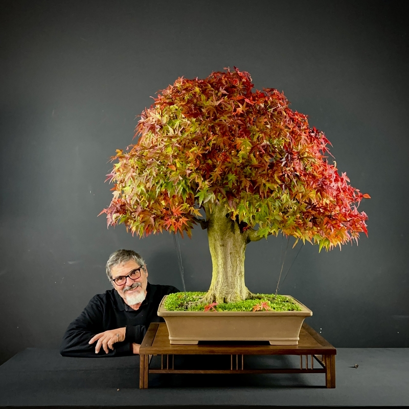 Curitiba terá maior evento de bonsai do Brasil Curitiba terá maior evento de bonsai do Brasil